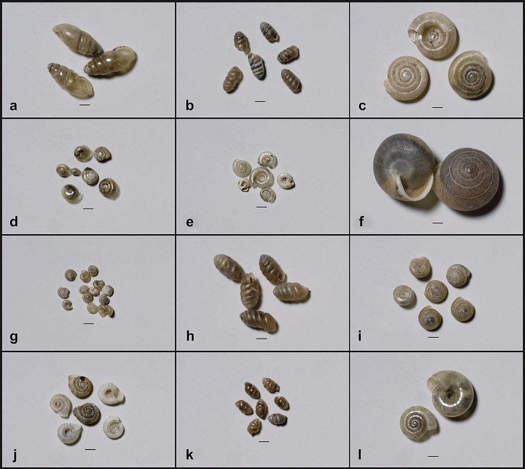 520 J.S. Pigati et al. / Quaternary Geochronology 5 (2010) 519 532 Fig. 1. Photographs of select small terrestrial gastropods included in this study (1 mm bar in each panel for scale).