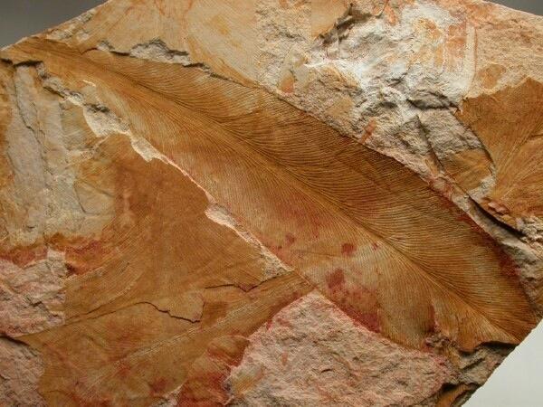 The Evidence Edward Suess, an Austrian geologist, found fossil evidence of the Glossopteris tree