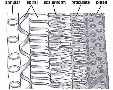(b) The diagram below shows different forms of lignification patterns in xylem vessels. AS Level Biology by Phil Bradfield et al published by Longman, 2001, ISBN 0582429463.