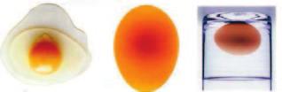 kontaminacije jaja su vrste Alcaligens, Acinetobacter, Pseudomonas, Serratia, Cloaca, Hafnia, Citrobacter, Proteus i Aeromonas. Jaje staro 1 dan / One day old egg Slika 1.