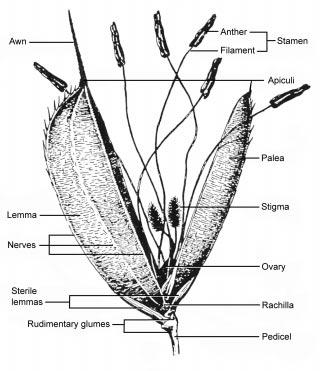 Flowering begins at the tip of the panicle branches and moves down the branch to the panicle base (Figure 1-10).