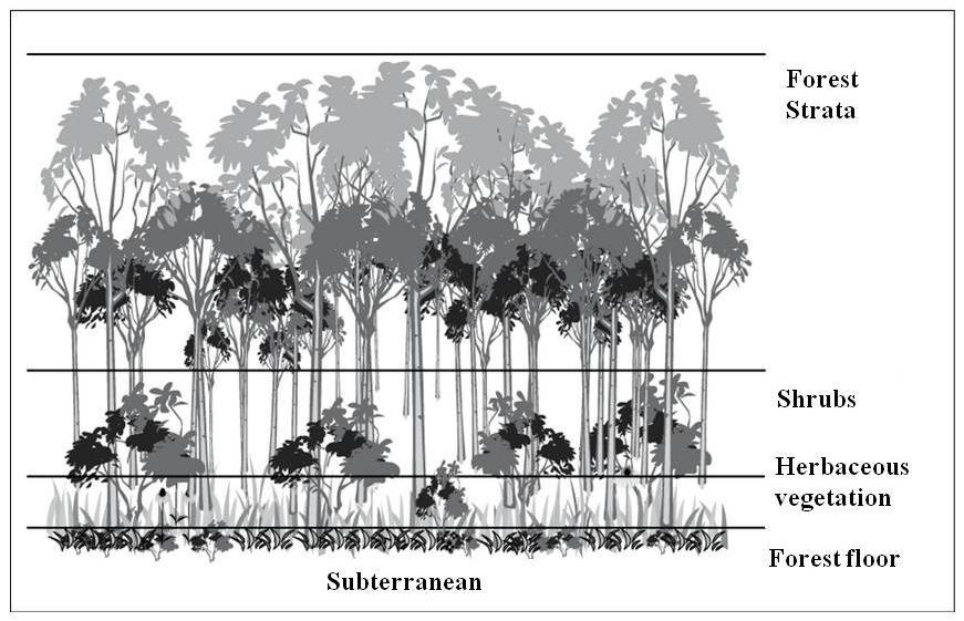 different vertical storey, or complex stratification. For example in grassland communities distinct floor with different yet characteristics growth forms are exhibited.