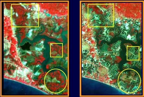 Shrimp Farm extension in Chantaburi(1987-1995) Extent of shrimp cultivation increase within ten years period in