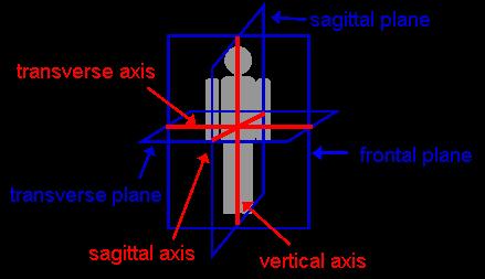 transverse (medial-lateral) axis 2D sagittal plane analysis 3D analysis 23 (sometimes z is used