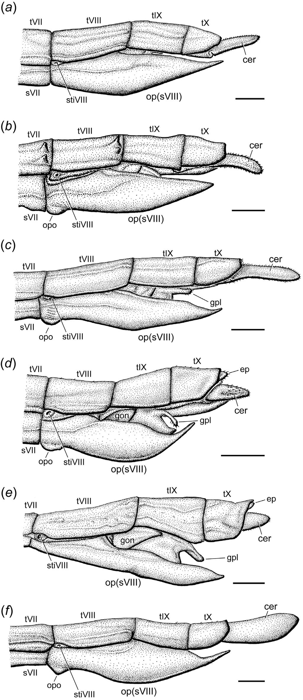FIGURE 4. Illustrations of terminalia of Acanthoxylini females, lateral view. (a) Clitarchus hookeri; (b) C. rakauwhakanekeneke; (c) C.