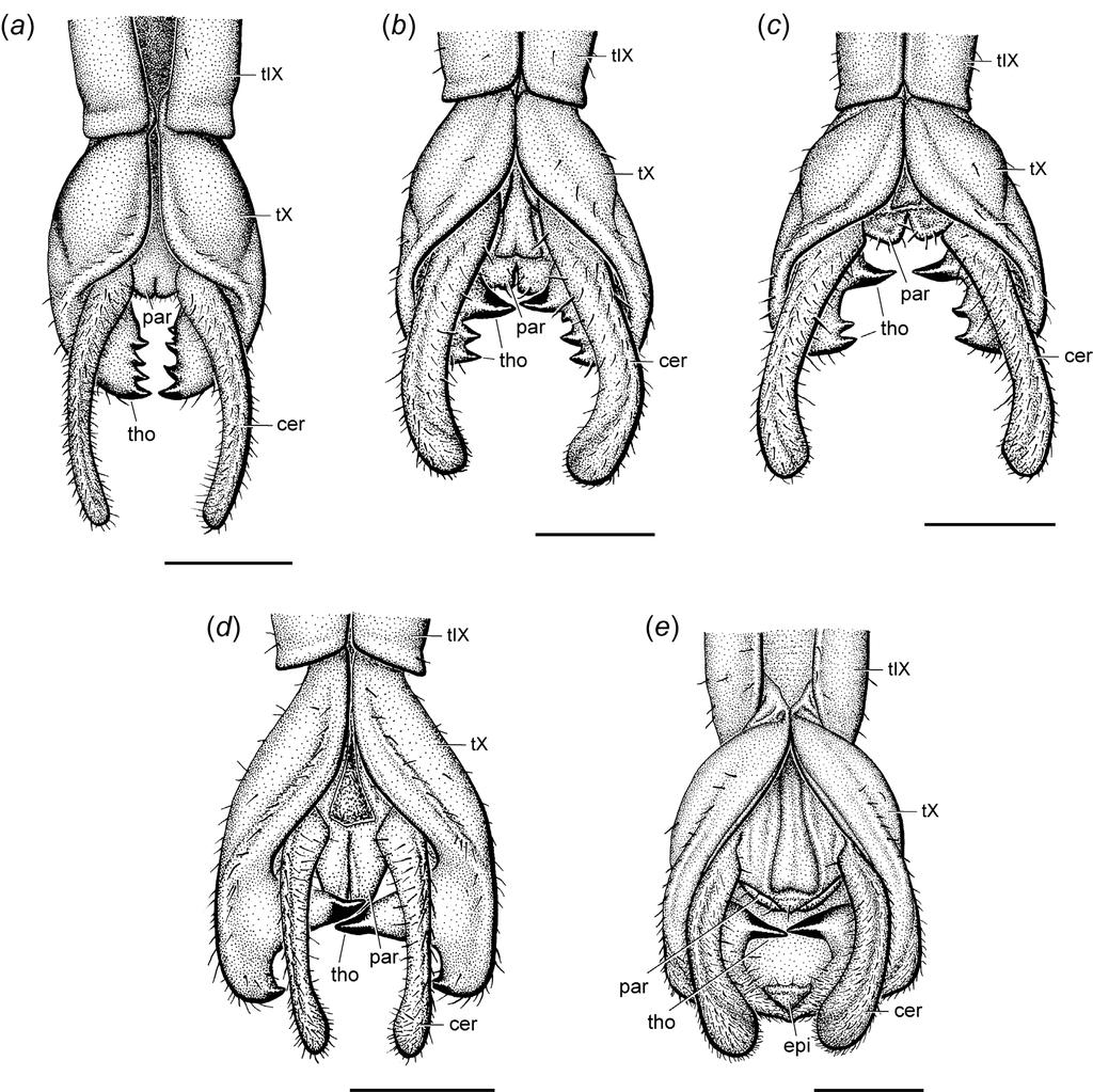 FIGURE 3. Illustrations of terminalia of Acanthoxylini males, ventral view. (a) Clitarchus hookeri; (b) C. rakauwhakanekeneke; (c) C. tepaki; (d) Pseudoclitarchus sentus; (e) Tepakiphasma ngatikuri.