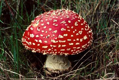 Fungi absorb food after digesting it outside their bodies Fungi are