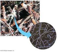consist of a mass of threadlike hyphae ( 菌絲 ) making up a mycelium ( 菌絲體 ).