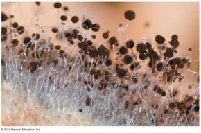 Fungi produce spores in both asexual and sexual life cycles Molds ( 黴 ) are any rapidly growing fungus that reproduces asexually by producing spores.