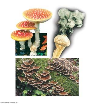 Figure 7.6E Basidiomycetes Mushrooms A puffball Shelf fungi Fungal groups differ in their life cycles and reproductive structures The life cycle of a black bread mold is typical of zygomycetes.