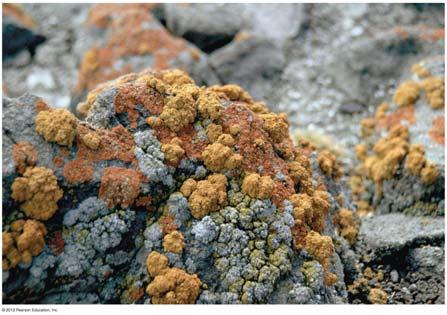 Lichens are symbiotic associations of