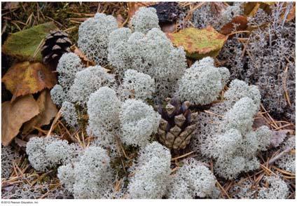 Lichens are sensitive to air pollution,
