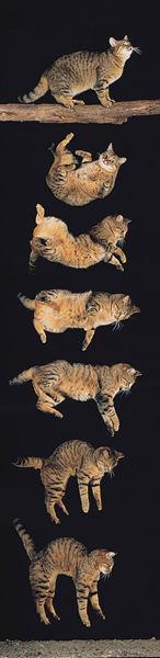 Another example: a falling cat.