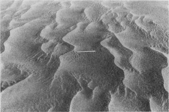 558 NZ. JOURNAL OF GEOLOGY AND GEOPHYSICS VOL. 17 FIG. 13-Granule ripples on the whaleback dunes east of Lake Vida. The scale is 300 mm long.