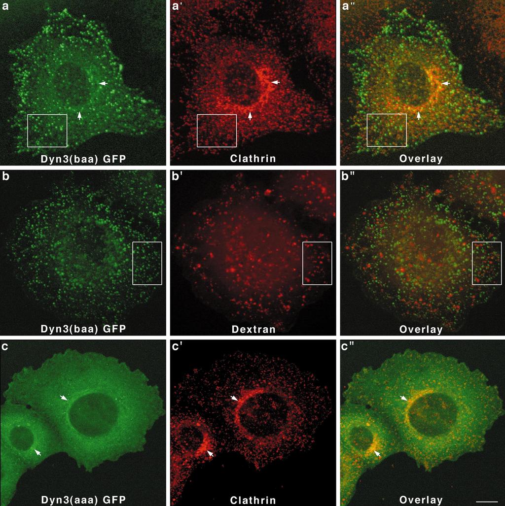 H. Cao et al. Figure 7. Dyn 3-GFP forms expressed in Clone 9 cells distribute diffusely to the cytoplasm or to unidentified vesicular structures.
