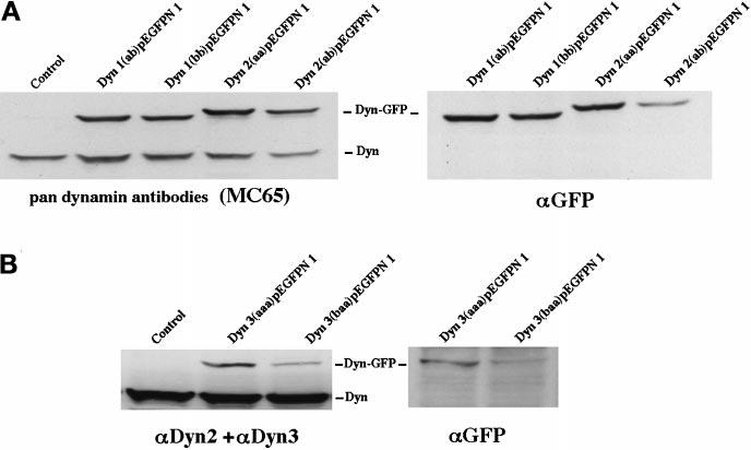 Differential Distribution of the Dynamins Figure 4. Expression of six distinct dynamin-gfp constructs in stably transfected epithelial cells.