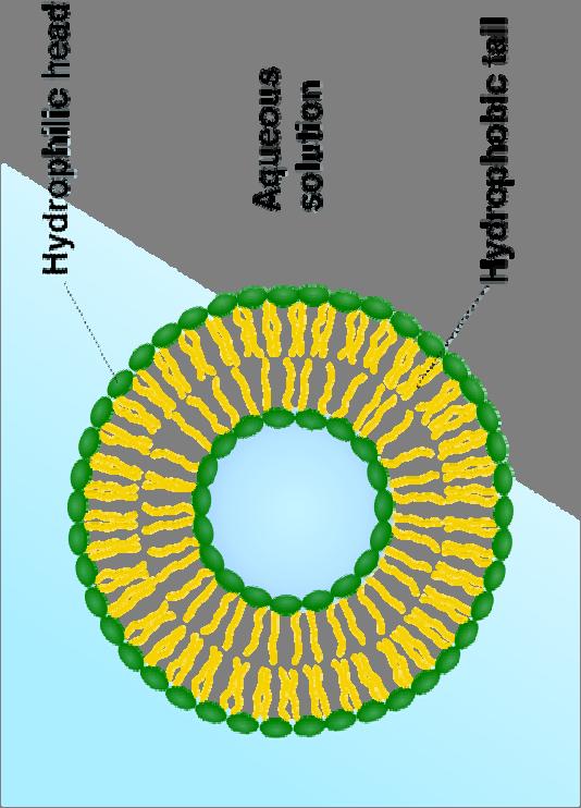 Liposomes Liposomes to target tumor growth Size is critical