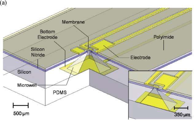 Electrokinetic Microfluidic Pump (a) Schematic representative section of an electroactive microwell drug delivery