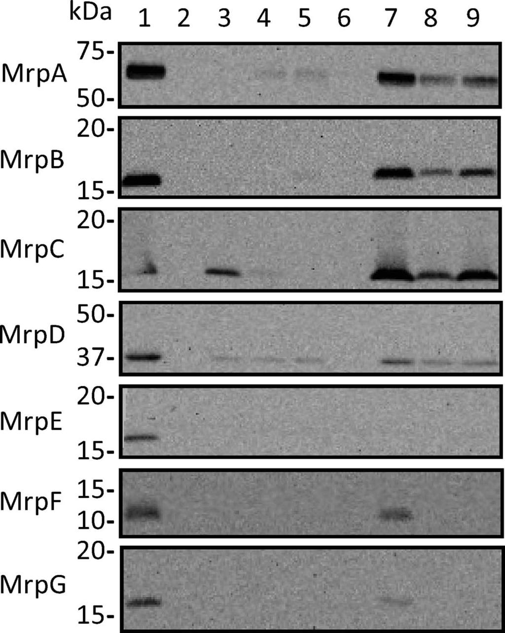 VOL. 190, 2008 HETERO-OLIGOMERIC Mrp COMPLEXES FROM B. PSEUDOFIRMUS OF4 4167 FIG. 2. Detection of the Mrp proteins in membranes from E.