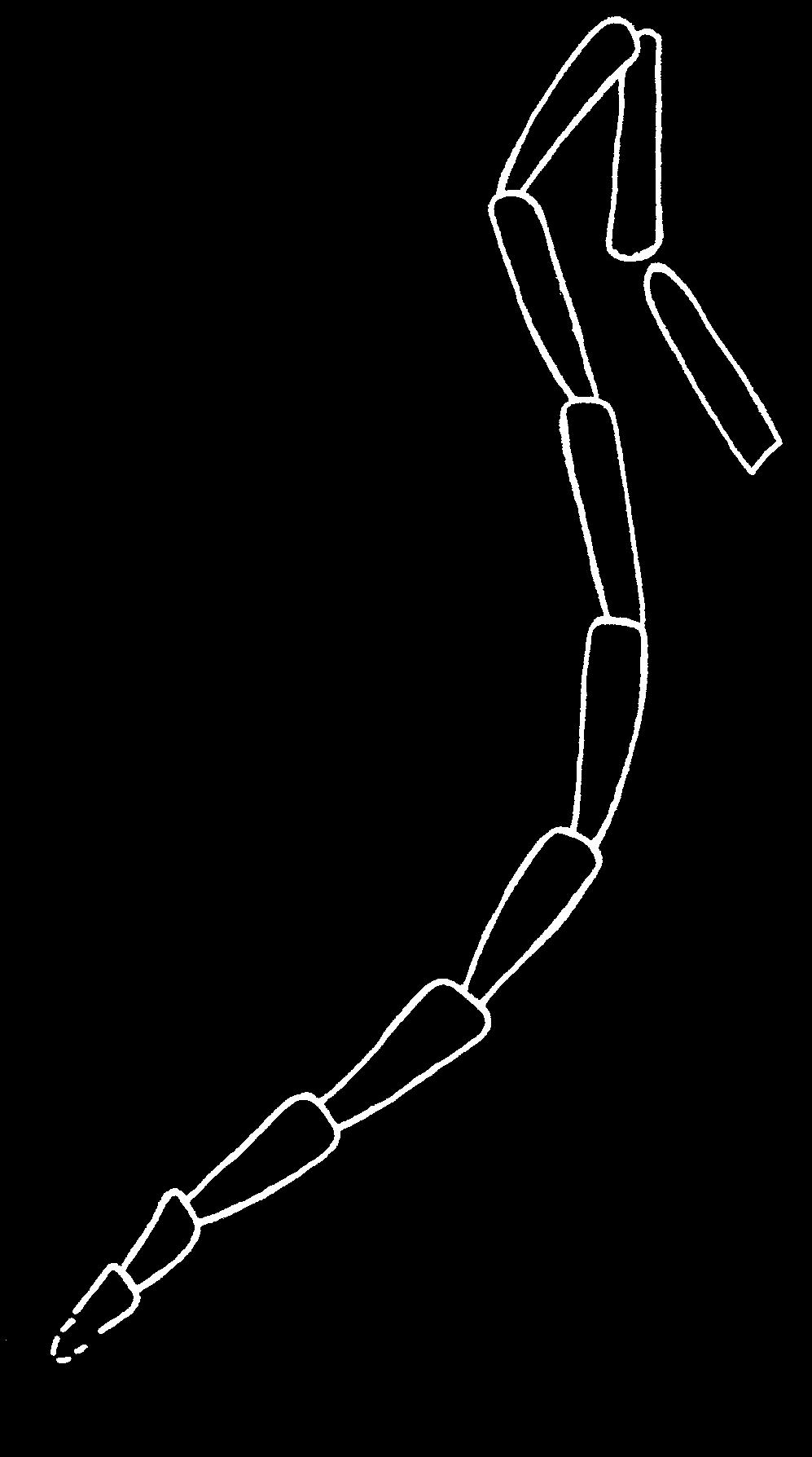 Fore femora swollen (Fig. 4). Measurements (mm): body length, 12.5; body width, 3; elytron length, 8.6.