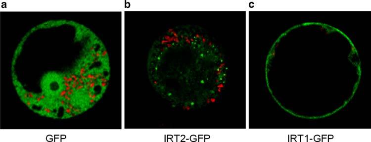 1174 Planta (2009) 229:1171 1179 Fig. 2 Subcellular localization of the IRT2 protein.
