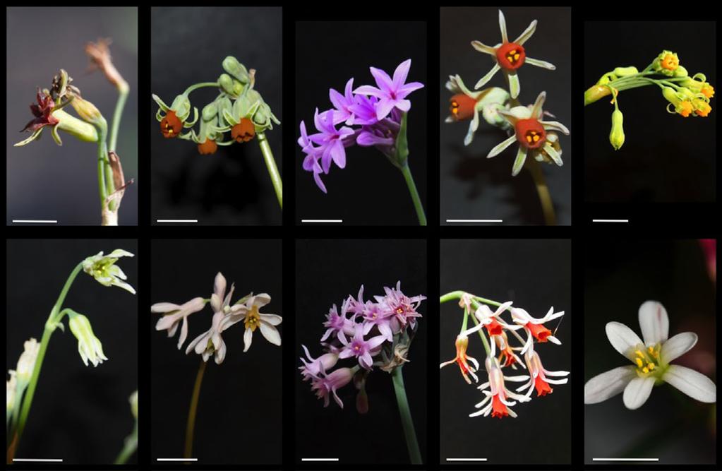 PHYLOGENY OF TULBAGHIA (AMARYLLIDACEAE) 59 A B C D E F G H I J Figure. Floral variation among Tulbaghia and Prototulbaghia: (A) Tulbaghia capensis, (B) T. alliacea, (C) T. violacea, (D) T.
