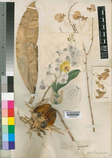 138 LANKESTERIANA Figure 4. Type specimen of Oncidium ampliatum Lindl.
