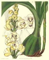 Bogarín et al. Checklist of the Orchidaceae of Panama 139 Figure 5. Peristeria elata Hook., the National Flower of Panama described in 1831 by Sir William Jackson Hooker.