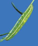 34: Speckled green fruitworm caterpillar Putnam s False Looper Plusia putnami (Grote) NB NS PE QC NF Bud break to fruit set One generation per year.