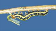 The young caterpillars are yellowish green with 5 longitudinal white lines.