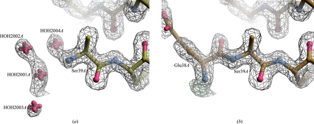 chain A were replaced by a glutamate residue (Fig. 5). A total of 42 waters were removed.