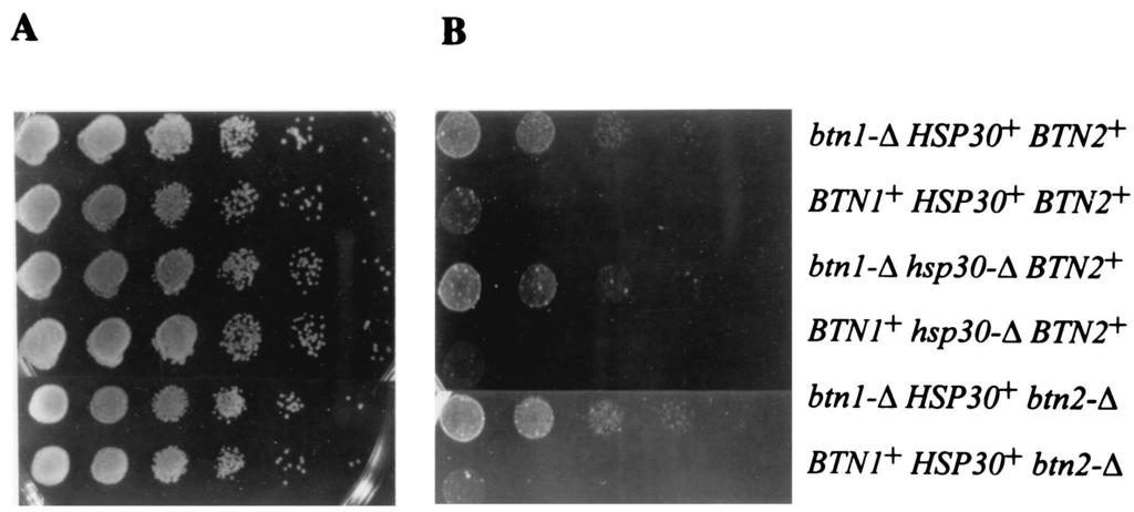 6420 CHATTOPADHYAY ET AL. J. BACTERIOL. FIG. 1. The hsp30- and btn2- deletions do not effect response to ANP. The strains were grown for 10 days on YPG medium (A) and YPG medium containing 1.