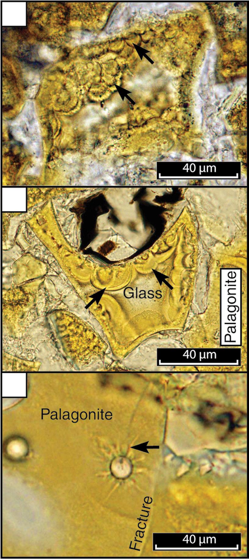 andidate microborings in Oregon basaltic tuffs Figure 15. Possible bioalteration overprinted by aqueous alteration.