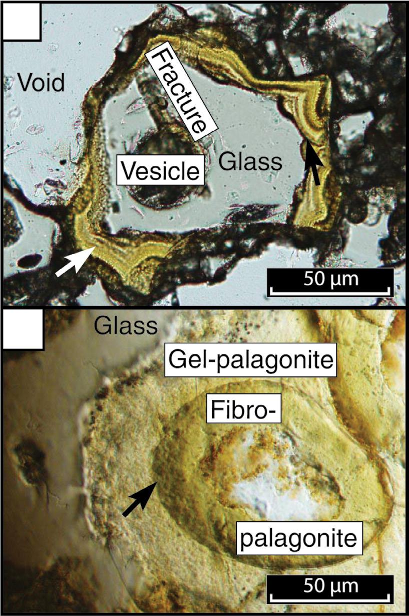 andidate microborings in Oregon basaltic tuffs D Figure 3 (continued). () Secondary minerals nontronite and chabazite (pxrd). ackground subtracted. (D) Distinct secondary pore-filling calcite (µxrd).