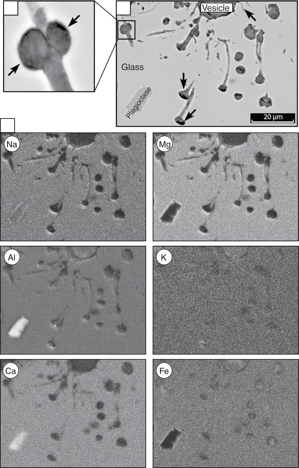 Nikitczuk et al. Figure 8. Scanning electron microscope (SEM) and backscattered electron (SE) images of tubular microtunnels.