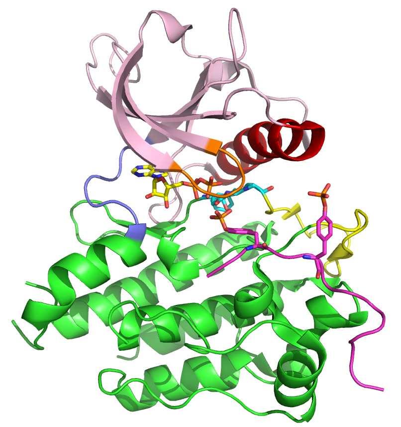 4 Introduction Figure 1.2: Protein kinase domain architecture. This is the ribbon diagram of the x-ray diffraction crystal structure of c-kit PTK (PDB entry 1PKG).