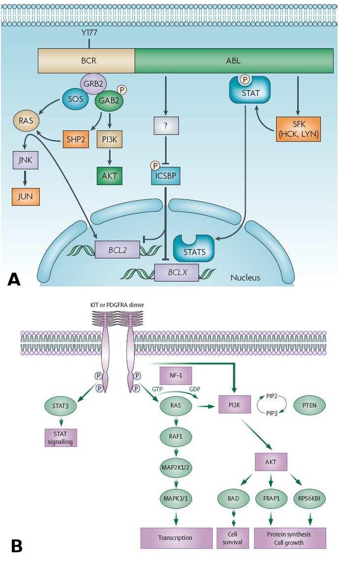 22 Introduction Figure 1.14: Bcr-Abl, Kit and PDGFR cancer signalling. A- Some of the more important oncogenic signalling of Bcr-Abl taken from [114].