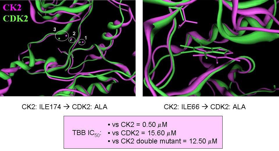 48 LIE Method Applications to Study CK2 Inhibitors Figure 2.13: On the left superimposition of the apo form of CK2 (magenta) and CDK2 (green).