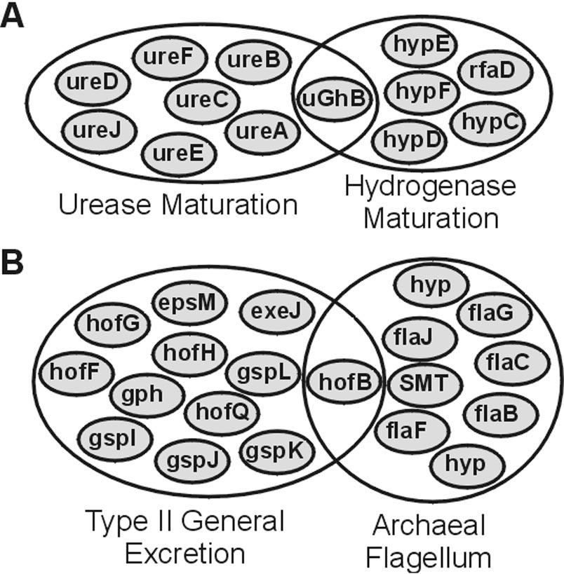 approach to assign proteins to cellular processes for which the molecular functions are known. Fig. 5. Venn diagrams of linkers in multiple subclusters. Each small ellipse is an orthologous group.