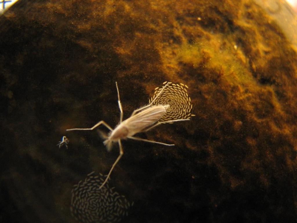 Midges (Insecta: Diptera: Nematocera) Nematocera Ceratopogonidae