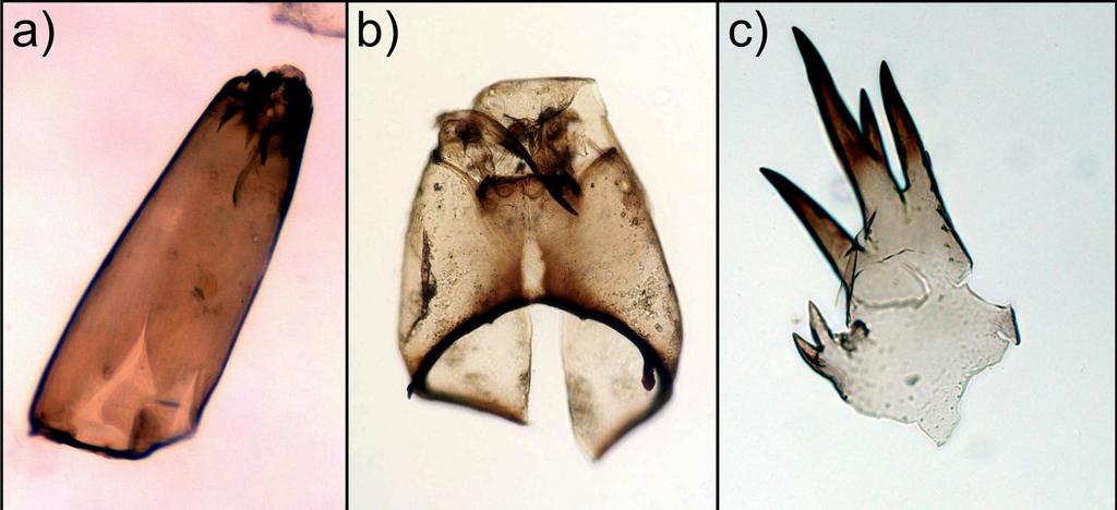 Fossil midge remains a) Biting midge (Ceratopogonidae) head