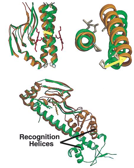 letters Structure of the CO sensing transcription activator CooA William N. Lanzilotta 1, David J. Schuller 1, Marc V. Thorsteinsson 2, Robert L. Kerby 2, Gary P. Roberts 2 and Thomas L.
