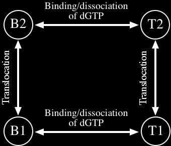 State T1: DNAP-DNA-dGTP ternary complex in pre-translocation conformation State B: DNAP-DNA binary complex in post-translocation conformation State T: DNAP-DNA-dGTP ternary complex in