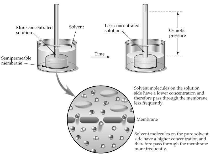 Osmosis Terminology Osmolarity (osmol)- the number of moles of all solute particles in 1.0 L of solution 0.2 M glucose = 0.2 osmol 0.
