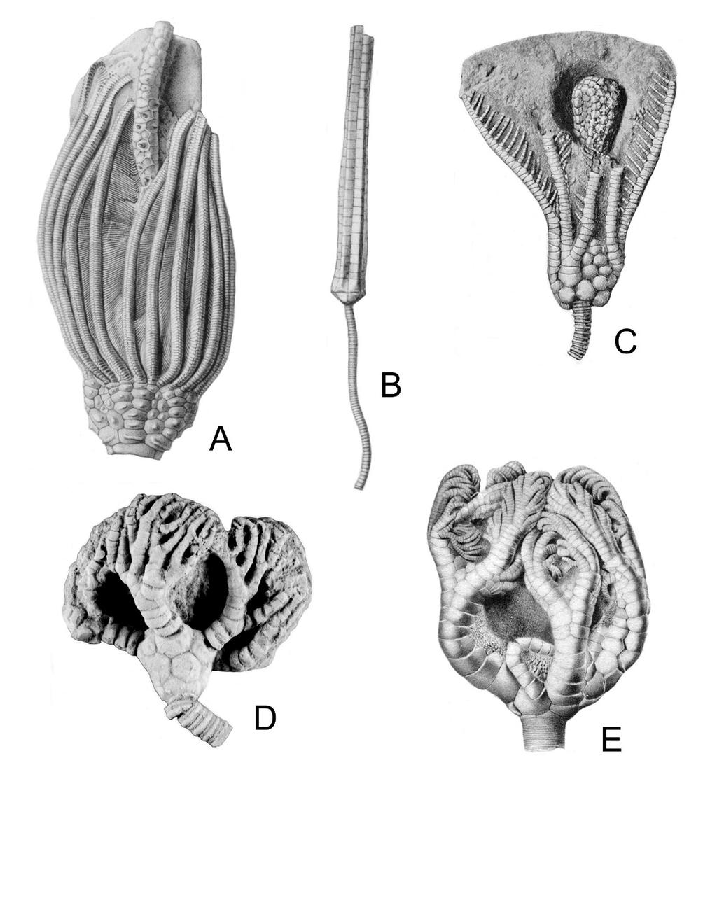 8 An example of patterns preserved in the fossil record, and how to interpret them. Examples of Mississippian Crinoid Groups A. Camerate crinoid with pinnulate arms. Abatocrinus grandis B.