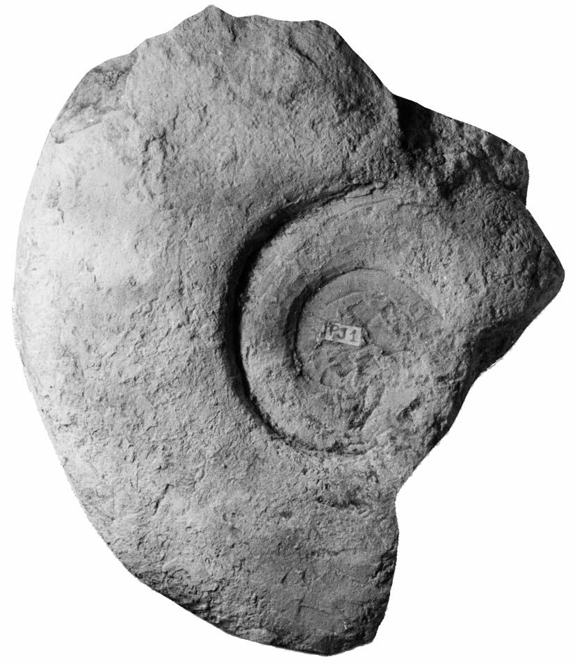 TURONIAN AMMONITES FROM SOUTHERN FRANCE 449 Text-fig. 9. Puzosia mulleri de Grossouvre, 1994, FSIT PJ1, from Les Capitaines, 1 1922. Pachydesmoceras denisonianum (Stoliczka); Spath, p. 127. 1987.