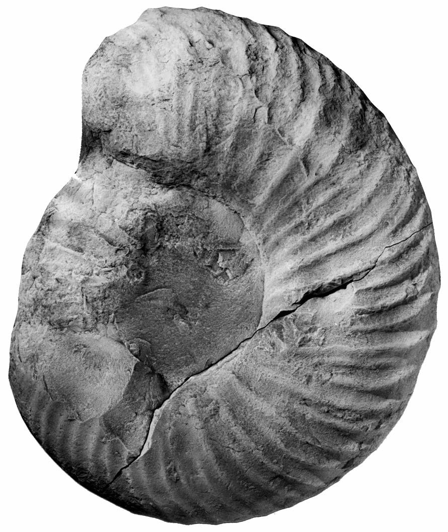 TURONIAN AMMONITES FROM SOUTHERN FRANCE 453 occurring at varying diameters. The largest specimen seen, FSIT MB581 (Text-figs 7D; 12) is 250 mm in diameter, in part body chamber.