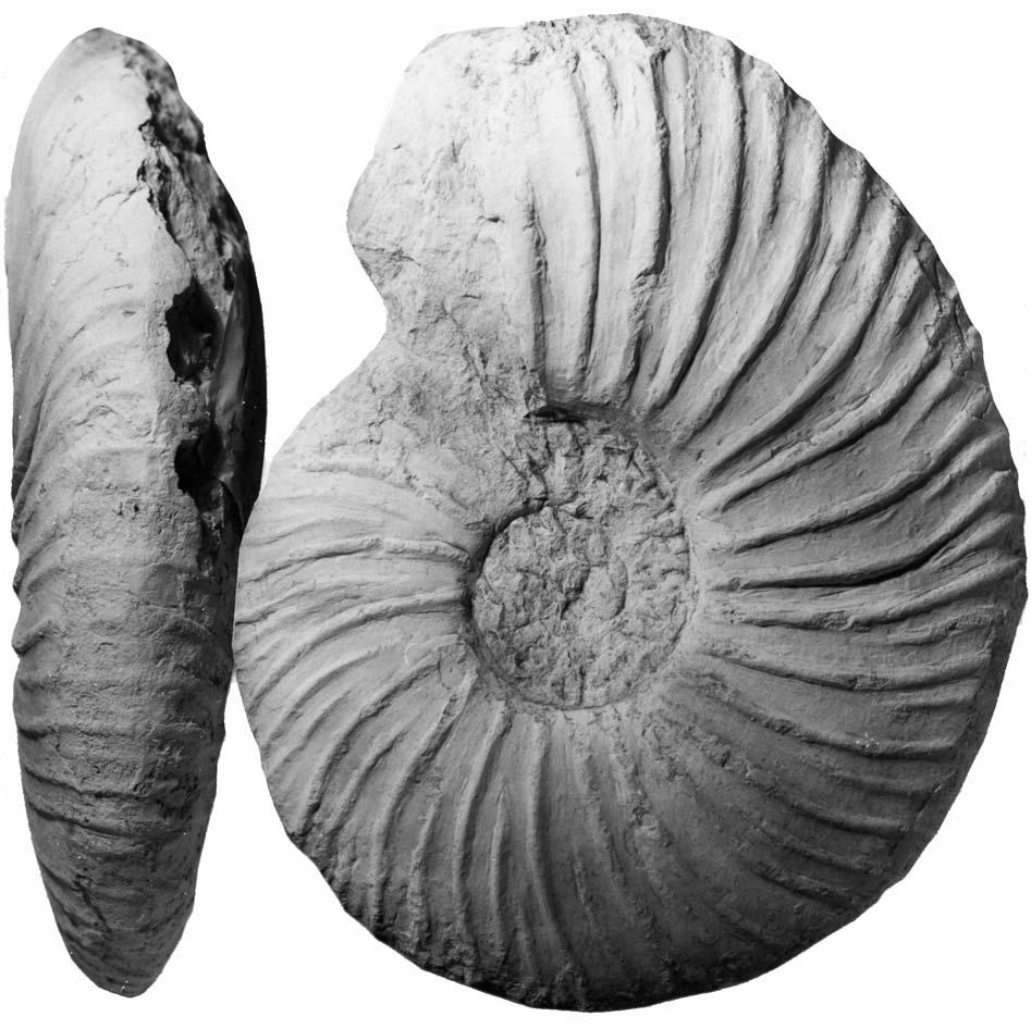 TURONIAN AMMONITES FROM SOUTHERN FRANCE 455 flanks are flattened and subparallel, the ventrolateral shoulders broadly rounded, the venter very feebly convex. The whorl breadth to height ratio is 0.97.