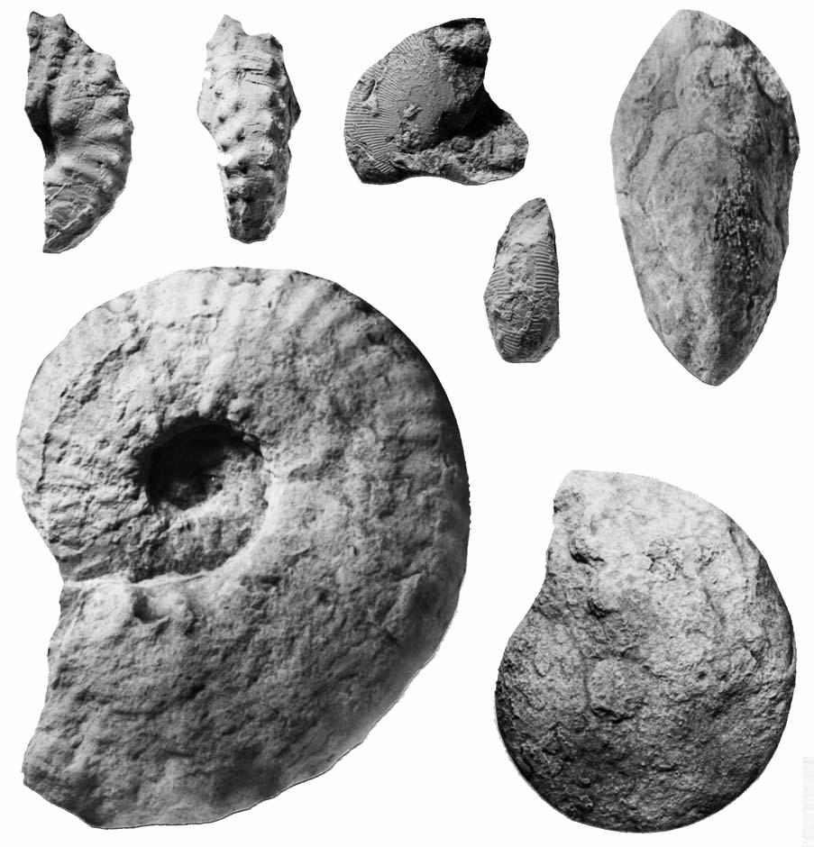 TURONIAN AMMONITES FROM SOUTHERN FRANCE 461 worn gracile individual, a phragmocone 112 mm in diameter with flattened subparallel flanks, broadly rounded ventrolateral shoulders and a flattened venter.