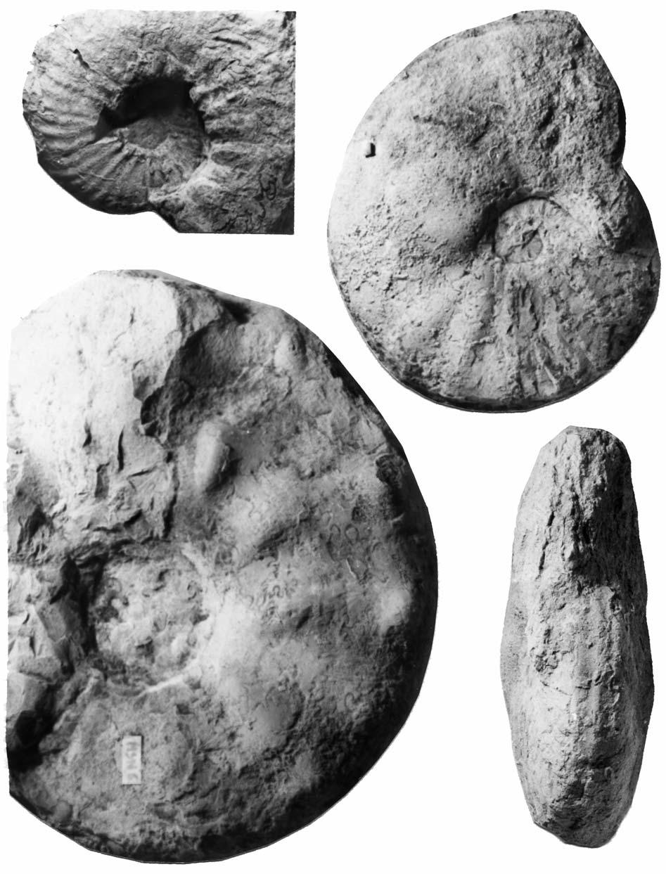 TURONIAN AMMONITES FROM SOUTHERN FRANCE 469 A B D C Text-fig. 19. A Romaniceras (Romaniceras) mexicanum Jones, 1938, FSIT MS3, from NW of Marsa (Padern area).